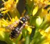 Nomada rufipes